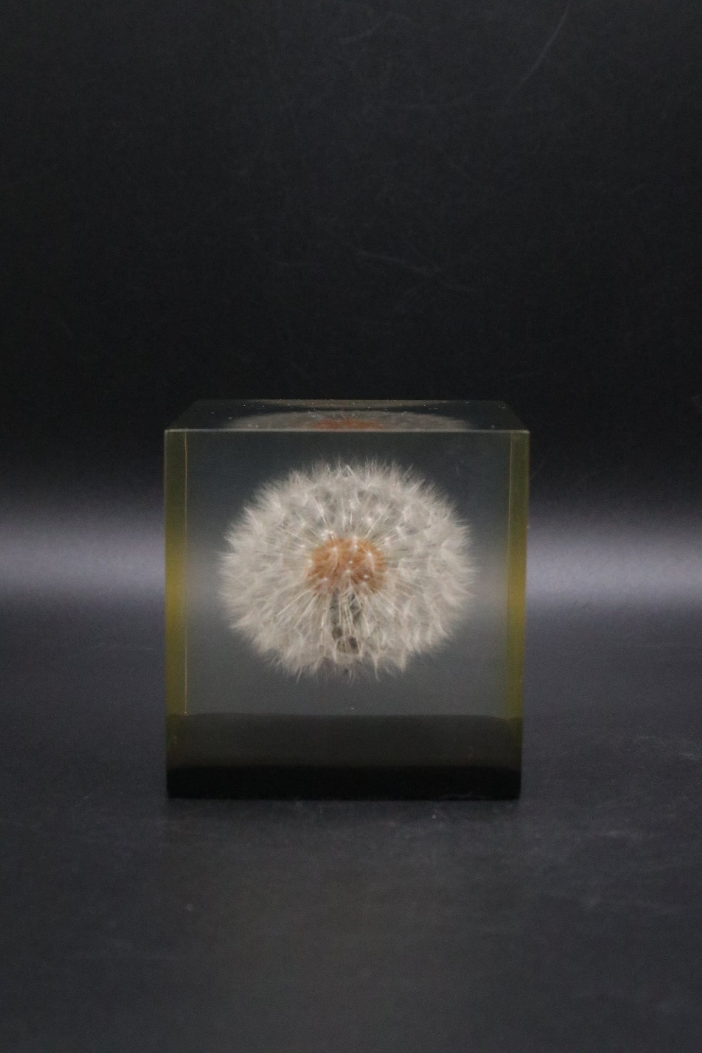 LUCITE DANDELION PAPERWEIGHT 1970 GUMPS