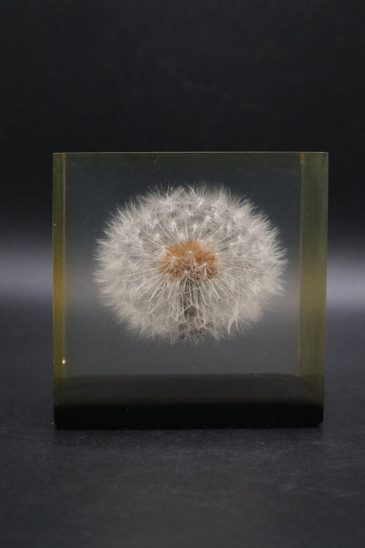 LUCITE DANDELION PAPERWEIGHT 1970 GUMPS