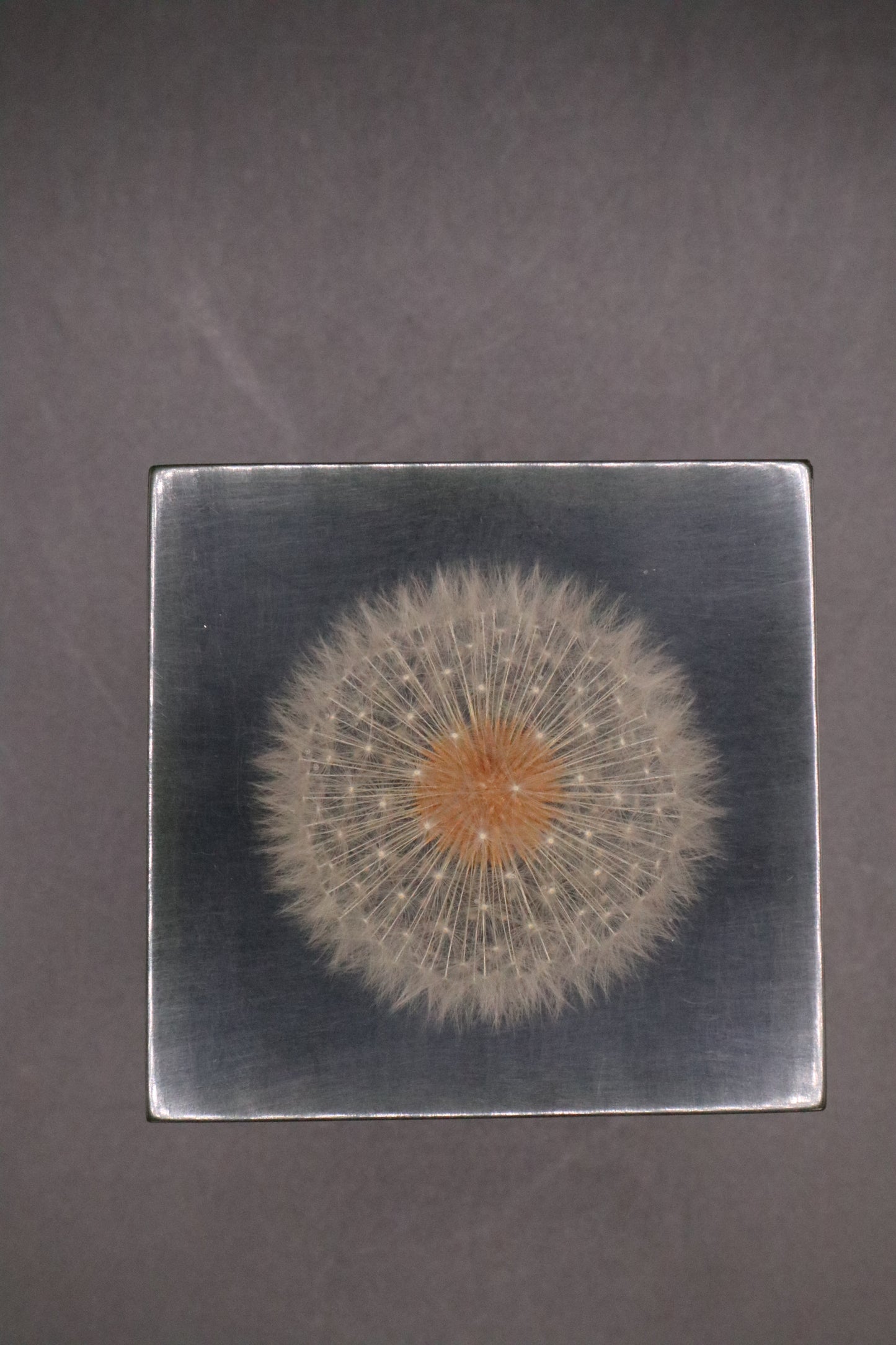 LUCITE DANDELION PAPERWEIGHT 1970 GUMPS